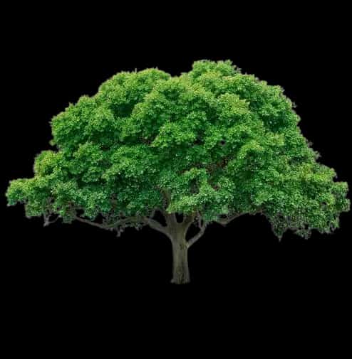 Decorative Tree Background