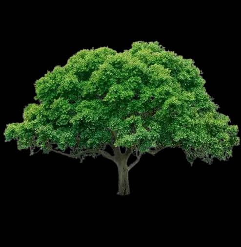 Decorative Tree Background